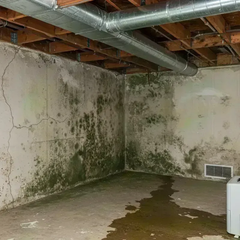 Professional Mold Removal in Olathe, CO